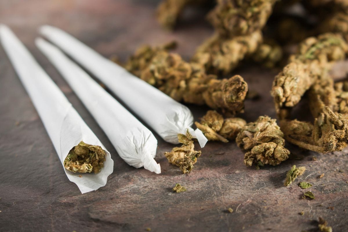 1 Kilogram Ganja Diamankan, Dua Pegawai PT Pungkook Grobogan Diringkus BNN