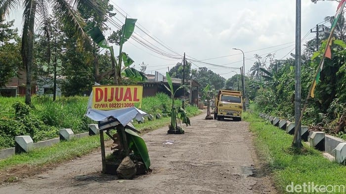 Jalur Wisata Rusak, Warga Banyumas Lakukan Aksi Tanam Pisang