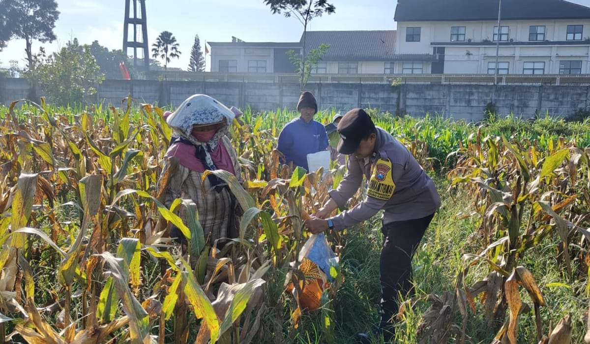 Panen 2,5 Ton Jagung, Polresta Malang Kota Tegaskan Komitmen pada Ketahanan Pangan