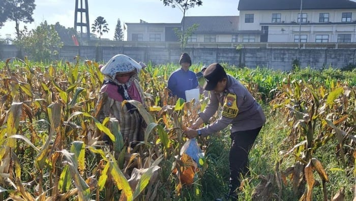Panen Raya Jagung, Polresta Malang Kota Tegaskan Komitmen Jaga Ketahanan Pangan