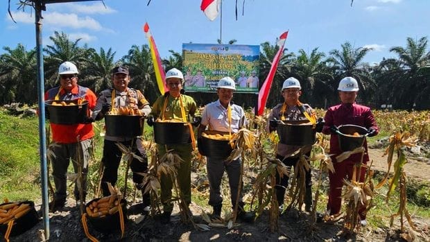 Polres Indragiri Hulu Panen Raya Jagung, Wujud Nyata Dukung Ketahanan Pangan