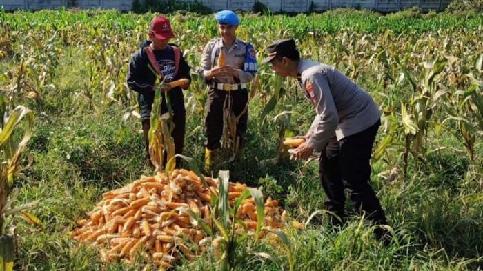 Polresta Malang Kota Panen 2,5 Ton Jagung untuk Dukung Ketahanan Pangan Nasional