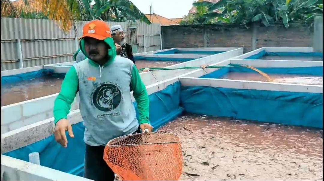 Aiptu Yustar Khamidi, Polisi Brebes Ini Tak Segan Turun ke Empang, Sukses Budidaya Lele Dukung Ketahanan Pangan