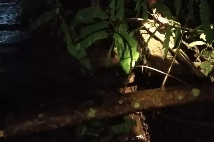 Cuaca Ekstrem di Klaten, Pohon Tumbang Tutup Jalan dan Rusak Rumah Warga