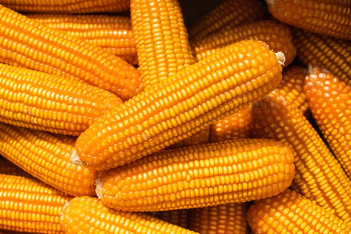 Tekan Biaya Pakan, 2,6 Ton Jagung SPHP Disalurkan untuk Peternak Kelas Bawah di Kota Malang