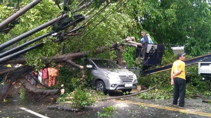 Cuaca Ekstrem Terjang Kota Malang, Belasan Pohon Tumbang