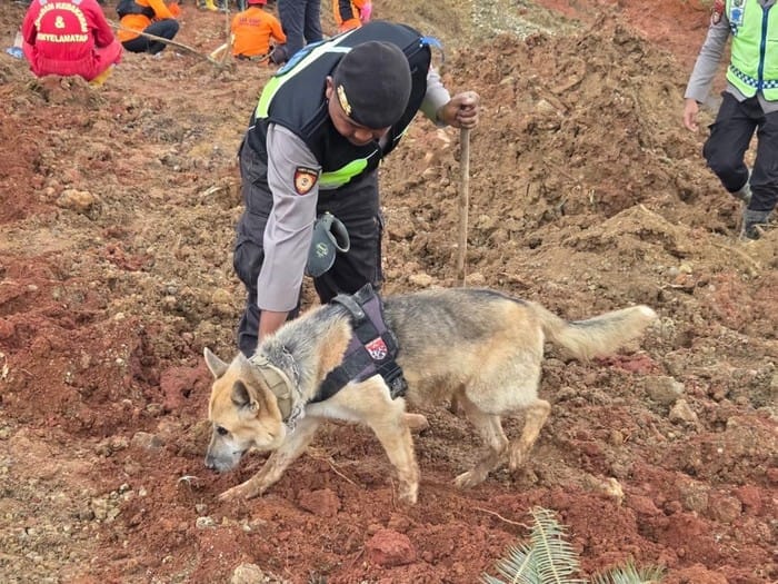 Upaya Polda Jateng Gunakan Anjing Pelacak untuk Temukan Korban Longsor Cilacap