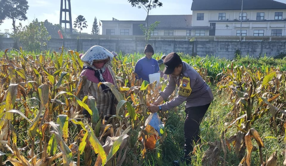 Dukung Program Pangan Nasional, Polresta Malang Kota Panen Jagung Melimpah