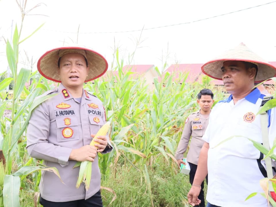 Kapolres Barsel Panen Jagung di Kebun Ketahanan Pangan Bersama Awak Media