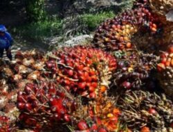Usai Jokowi Resmi Cabut Larangan Ekspor CPO, Organisasi Petani Kelapa Sawit Minta Pembenahan Regulasi di BPDPKS