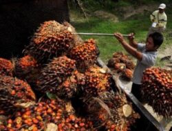 7 Asosiasi Petani Sawit Ucapkan Terimakasih Kepada Jokowi Serta Dorong Perbaikan Tata Kelola