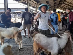Pasar Hewan Petambakan Banjarnegara Sudah Mulai Buka Kembali