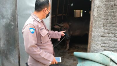 Polsek Mijen patroli Hewan ternak antisipasi penyakit (PKM) yang berada di Desa Rejosari Kecamatan Mijen
