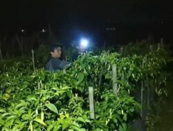 Cegah Pencuri saat Harga Cabai Mahal, Petani di Banjarnegara Berjaga 24 Jam