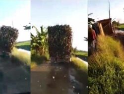 Viral, Kecelakaan Truk Overload Angkut Tebu Oleng Tercebur ke Sungai di Pemalang