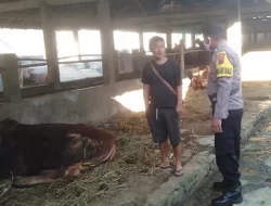 Upaya Kendalikan PMK di Banjarnegara, 37 Ekor Sapi Dipotong Paksa