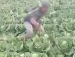 Petani di Pemalang Ngamuk, Babat Tanaman Kol di Ladang lantaran Harga Sayur Anjlok. Videonya Viral