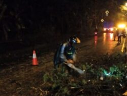 Pohon Tumbang di Jalan Lingkar Salatiga, Pengendara Motor Tergelincir dan Terluka