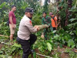 Polisi Banjarnegara Bantu Evakuasi Pohon Tumbang yang Timpa Rumah Warga Punggelan