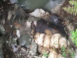 Geger, Ribuan Bangkai Ayam Dibuang di Sungai Jurang Gunting Salatiga