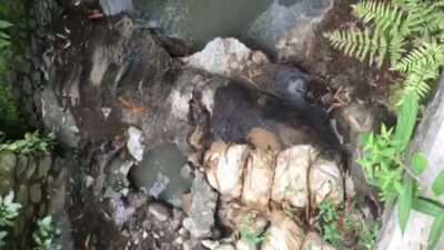 Ribuan Bangkai Ayam Ditemukan di Sungai Ngaglik Salatiga Jawa Tengah