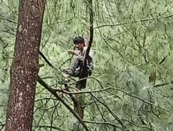 Pria di Pemalang Sudah Sepekan Nangkring di Pohon Pinus, Diduga Depresi