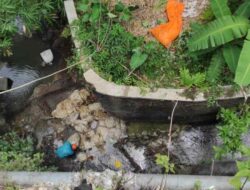 Belasan Karung Bangkai Ayam Dibuang ke Sungai di Salatiga, Polisi Selidiki