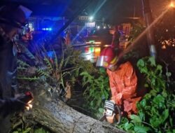 Naas! Tiga Warga Tertimpa Pohon Tumbang di Gumiwang Banjarnegara