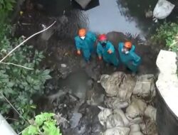Petugas APD Lengkap Evakuasi Bangkai Ayam di Sungai Jurang Gunting Salatiga