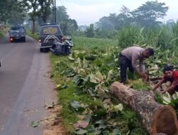 Respon Cepat Polsek Limpung Singkirkan Pohon Tumbang