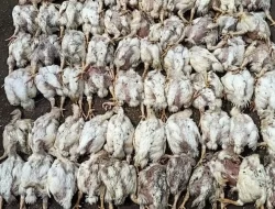 Ribuan Bangkai Ayam Dibuang di Sungai Salatiga