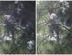 VIRAL Selama Sepekan Lebih Seorang Pria Nangkring di Pohon Pinus Setinggi 20 M di Pemalang