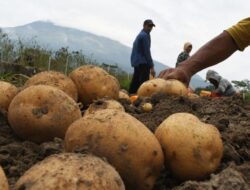 Terdampak Pergerakan Tanah, Petani Kentang di Banjarnegara Terpaksa Panen Dini