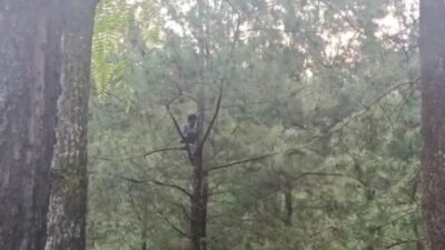 Viral! Pemuda di Pemalang Nangkring Berhari-hari di Pohon Setinggi 20 Meter, Ogah Makan Minum