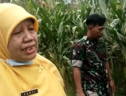 Wujud Ketahanan Pangan Kodim Banjarnegara Seluas 2 Hektar