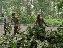 Respon Cepat Personel Polsek Limpung Evakuasi Pohon Tumbang