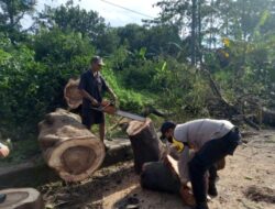 Respon Cepat Personel TNI Polri Evakuasi Pohon Tumbang
