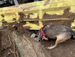 Satu anjing pelacak temukan titik diduga korban tertimbun longsor di Desa Cideli Cianjur