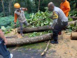 Bhabinkamtibmas Kutowinangun Kidul Bersama Petugas BPBD Bersihkan Pohon Tumbang Menutup Akses Jalan Di Blondo Celong