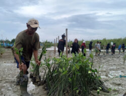 Sedimentasi Bikin Tanaman Mangrove Muda di kabupaten Rembang Mati