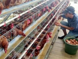 Harga Telur Ayam di Banjarnegara Naik, Peternak: Permintaan Meningkat