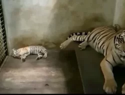 Jelang Libur Tahun Baru, Anak Harimau Benggala Lahir di Serulingmas Banjarnegara
