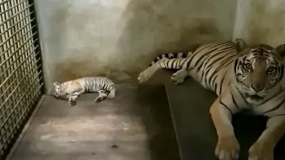 Jelang Libur Tahun Baru, Anak Harimau Benggala Lahir di Serulingmas Banjarnegara