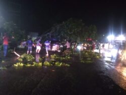 Pohon Tumbang Timpa Satu Mobil Pajero, Polres Pati Lakukan Evakuasi