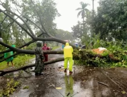 Pohon Tumbang di Mandiraja Sempat Tutup Akses Jalan Utama Banjarnegara