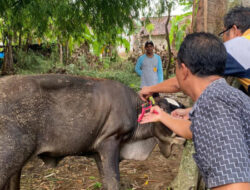Polres Rembang bantu Dinas Pertanian Pendataan dan penandaan hewan ternak
