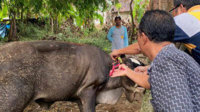 Polres Rembang bantu Dinas Pertanian Pendataan dan penandaan hewan ternak