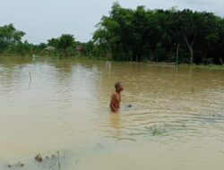 Terendam Banjir, 652 Hektare Padi di Pati Puso