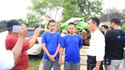 2 Pelaku Pembalakan Puluhan Kayu Sonokeling di Ringkus Polres Rembang
