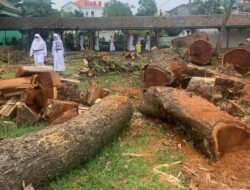 Alumni Somasi SMAN 1 Semarang Sebagai Protes Puluhan Pohon Ditebangi